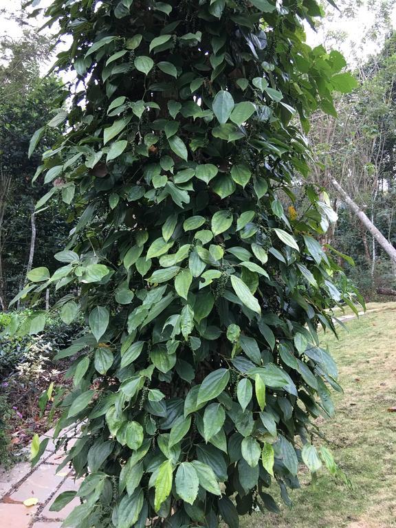 Вилла Harmony Farm Wayanad Салтэн-Батери Экстерьер фото